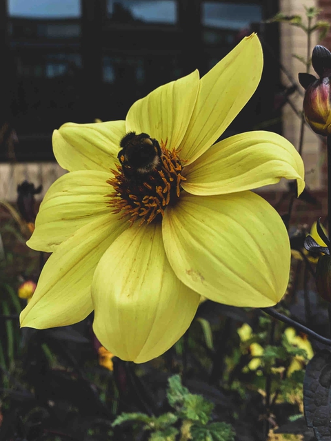 bee on yellow