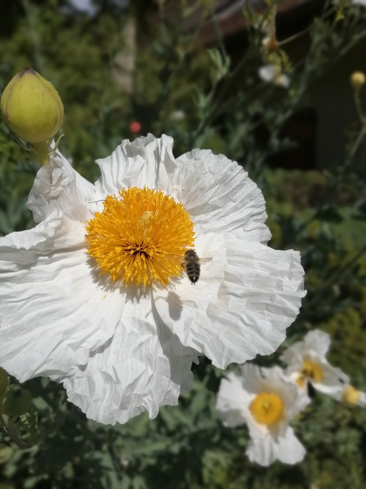 bee