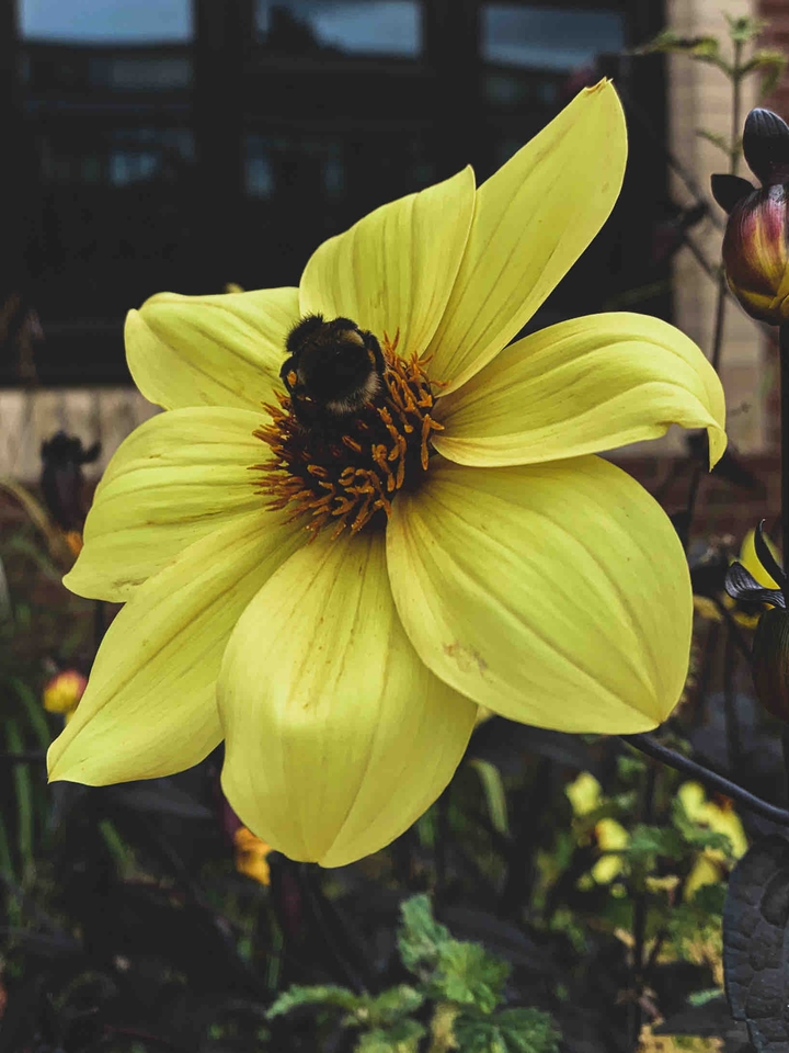 bee on yellow