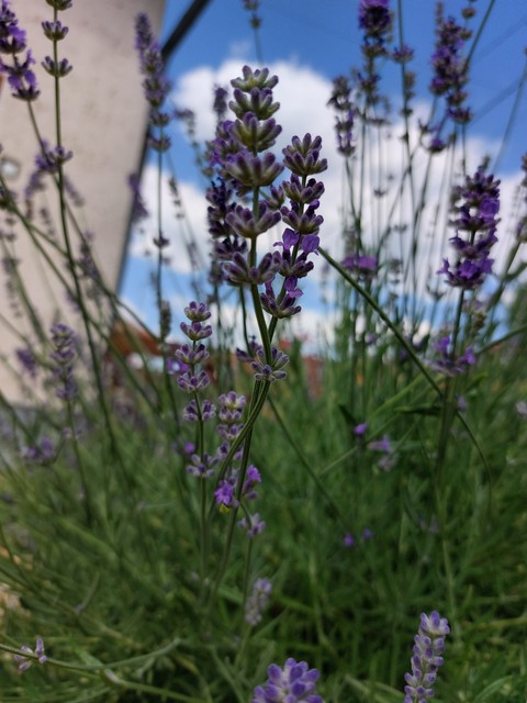 шпалери plant, forb