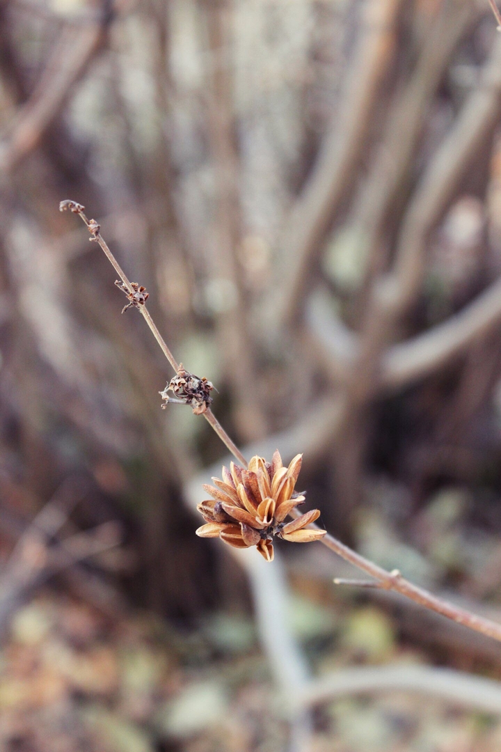 macro