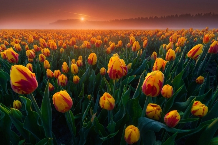 Plain of tulips