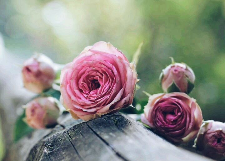 pick rose