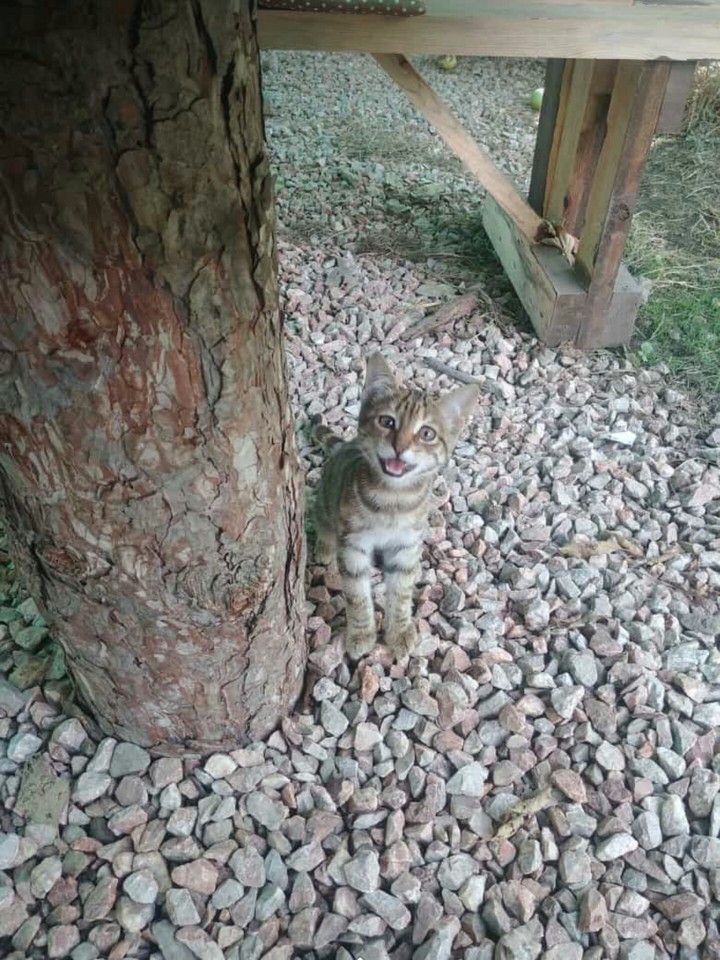 kedi