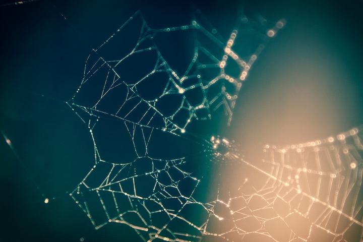 spider