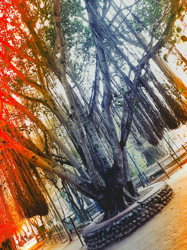 Bamboo