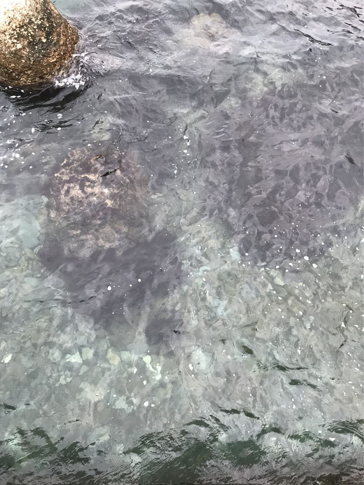 Sea 