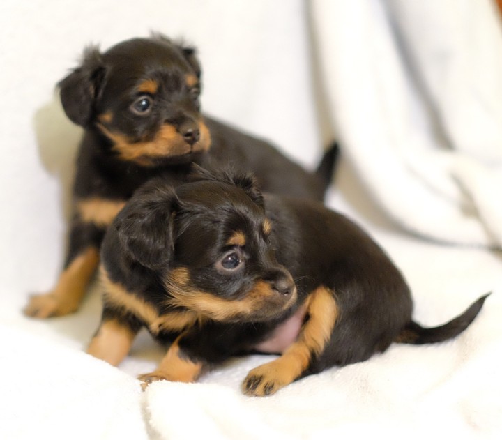 puppies