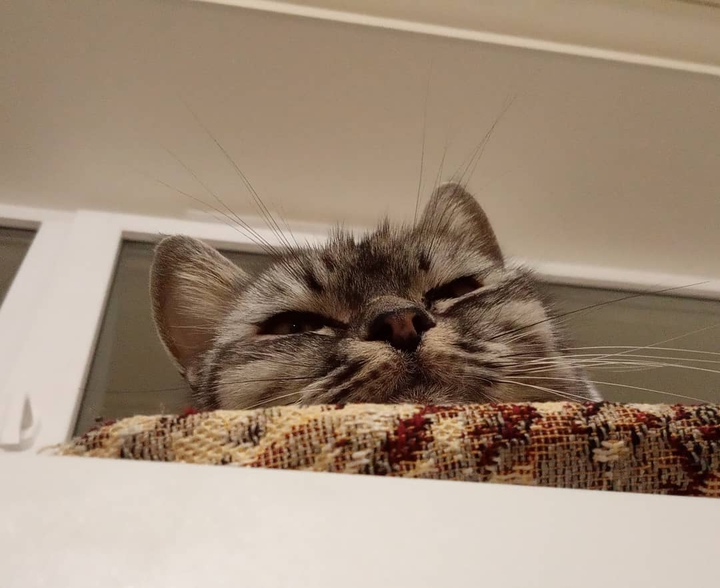 Сладкая кошка
