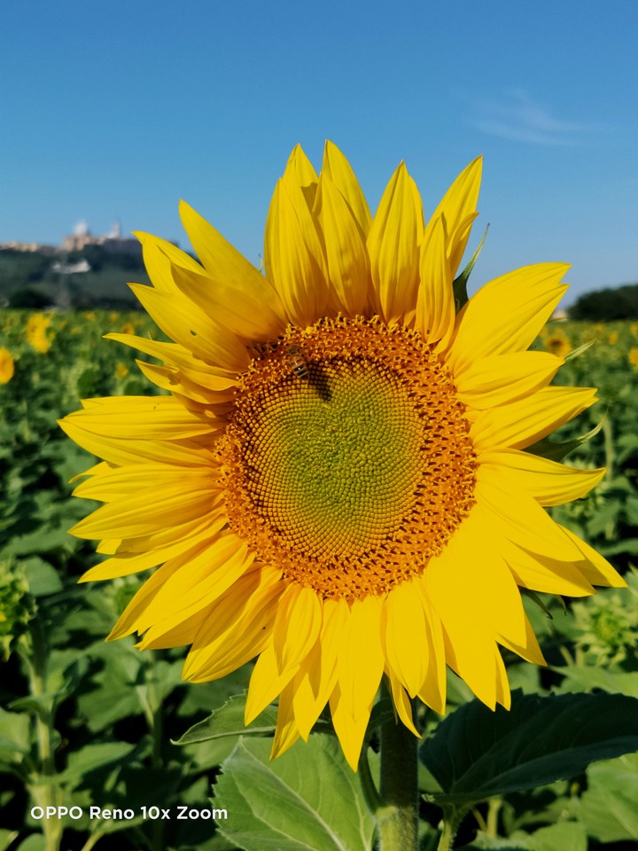 Girasole