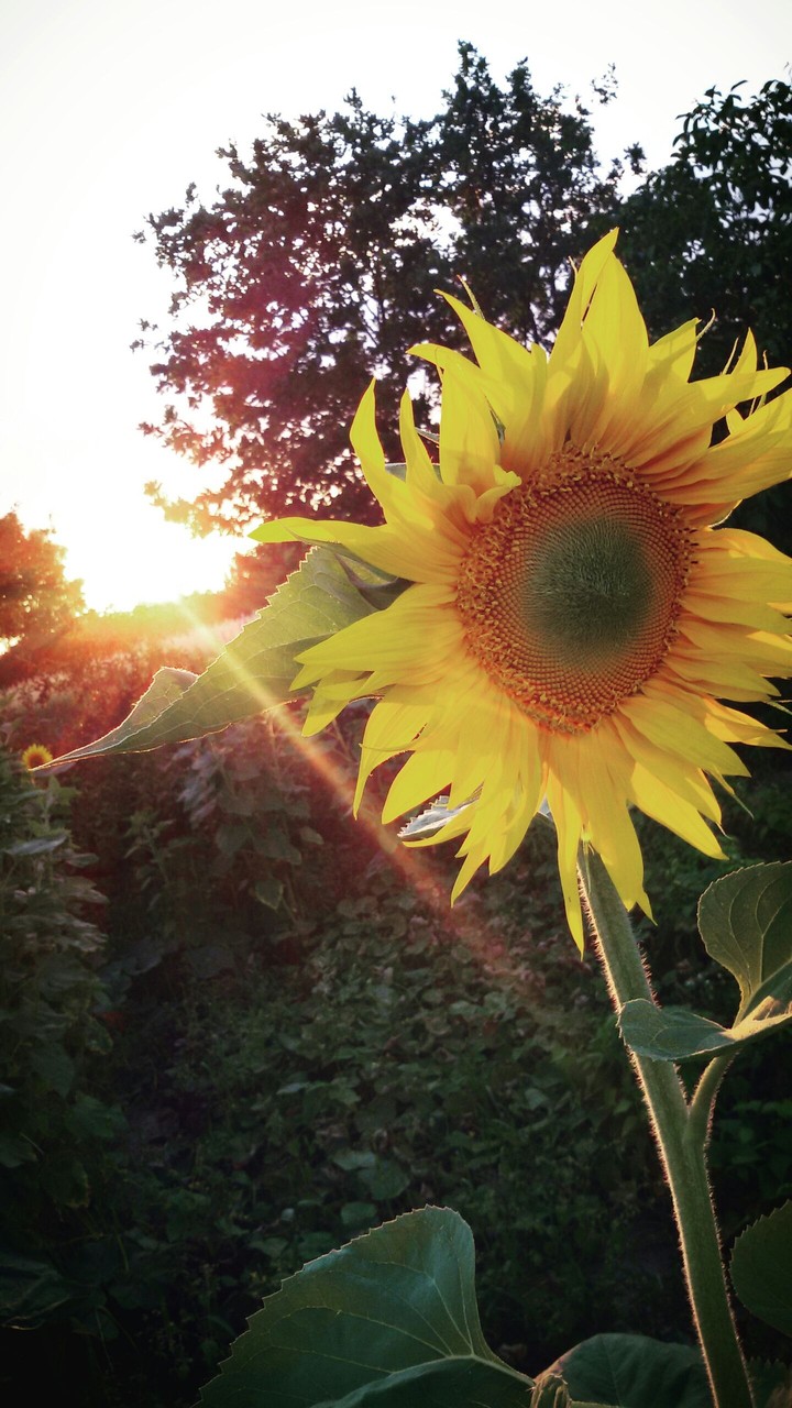 sunflower in the sun