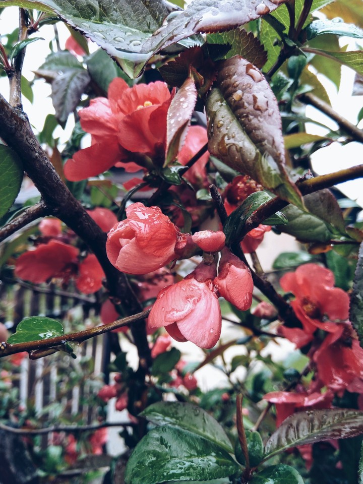 Flowers under the rain