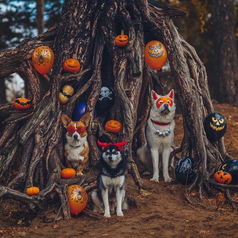 Halloween