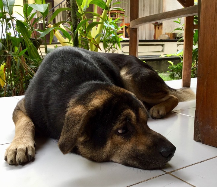 Dog