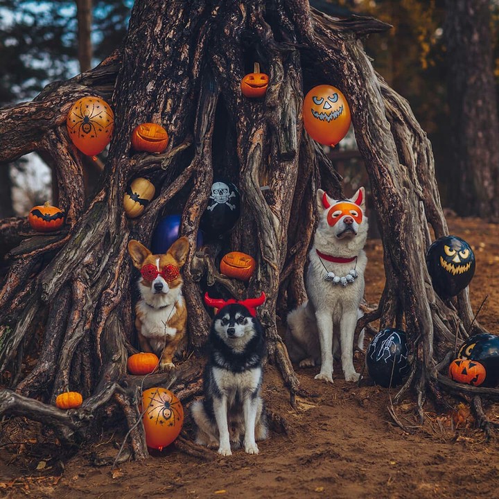 Halloween