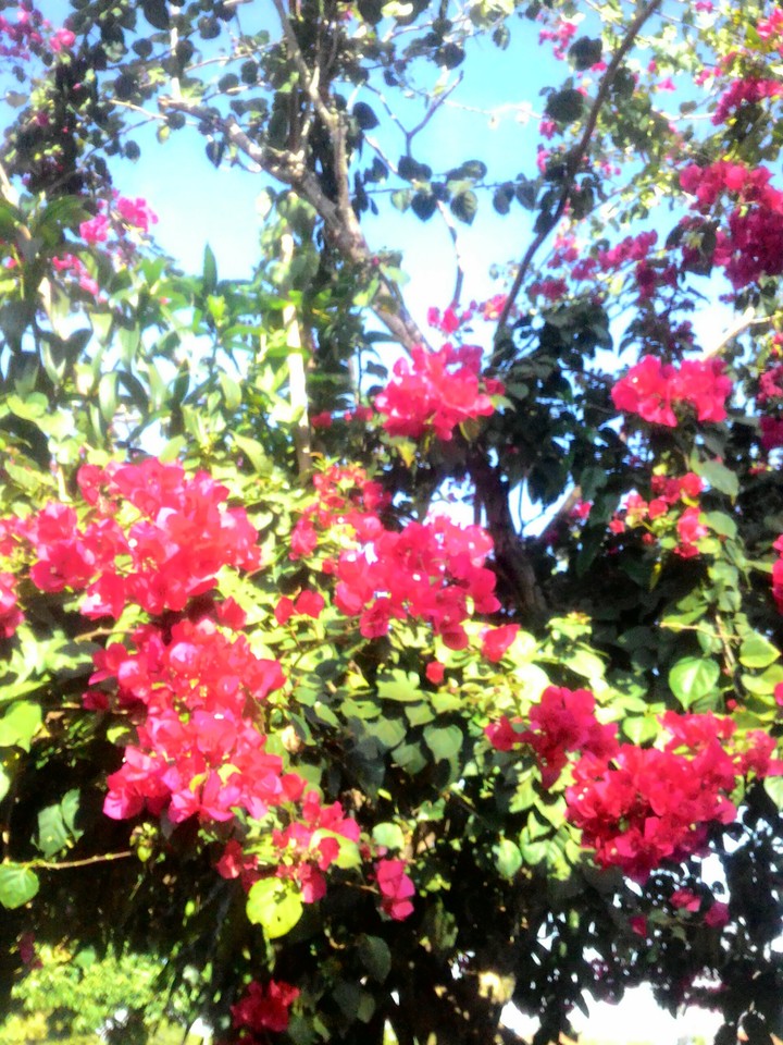 flowers