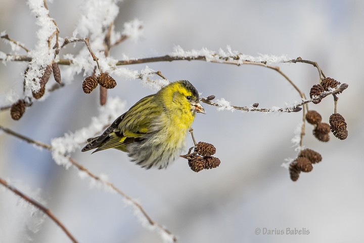 bird