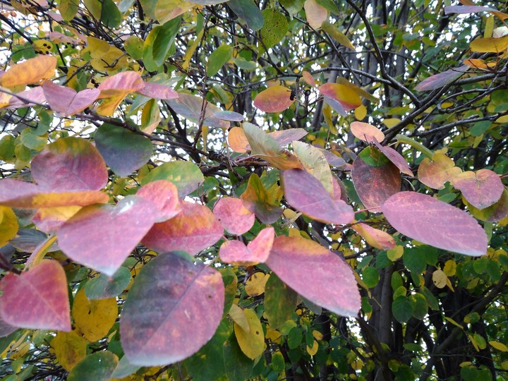 Colors on the leaves.