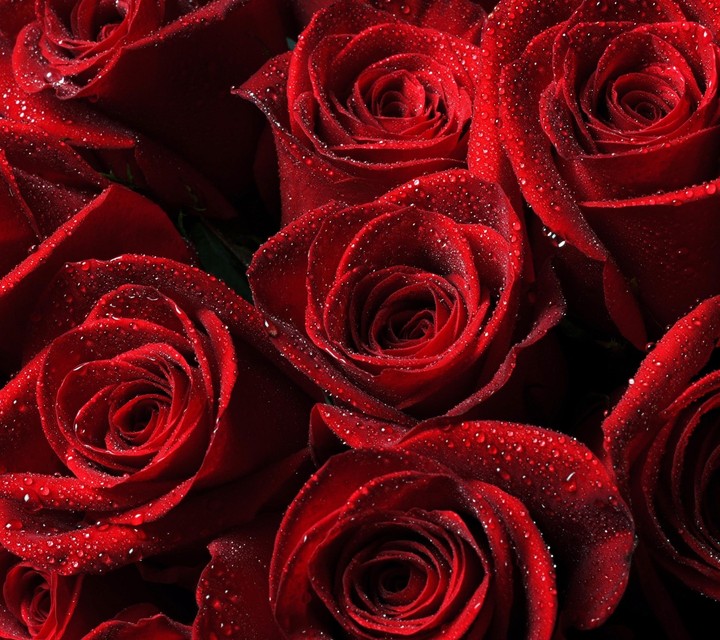roses #vek