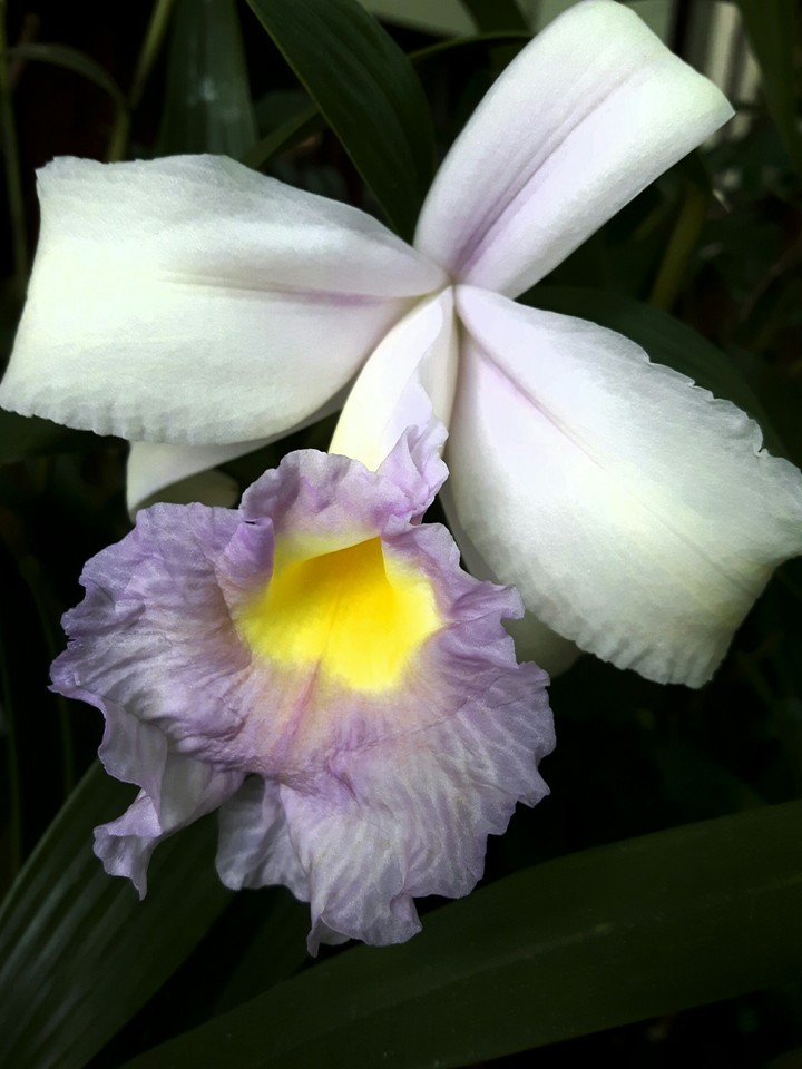 Orchid