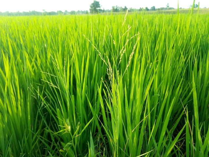 Grass