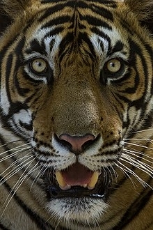 tiger