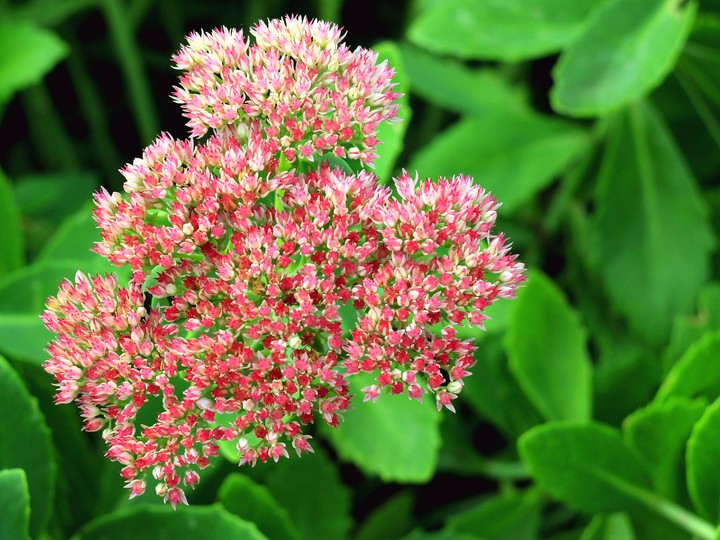 Stonecrop