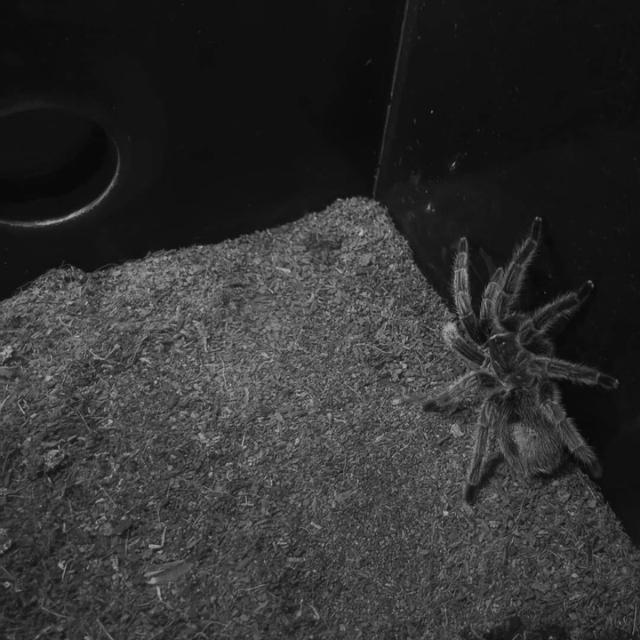 spider