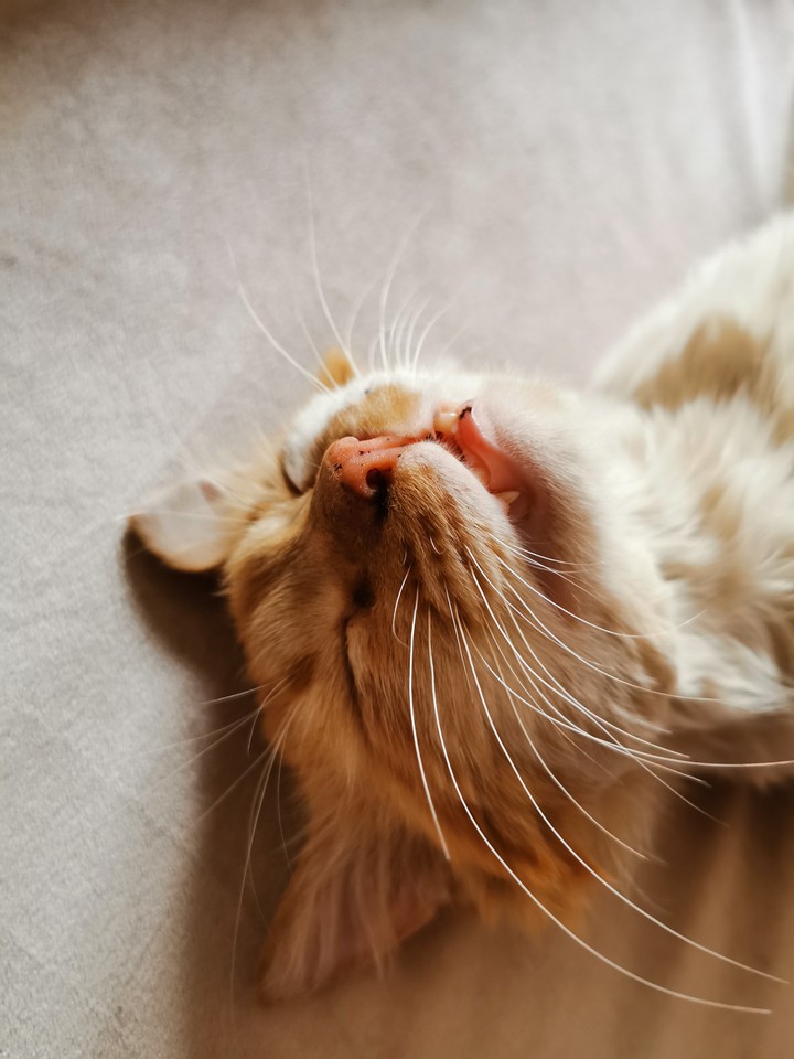 sweet dream