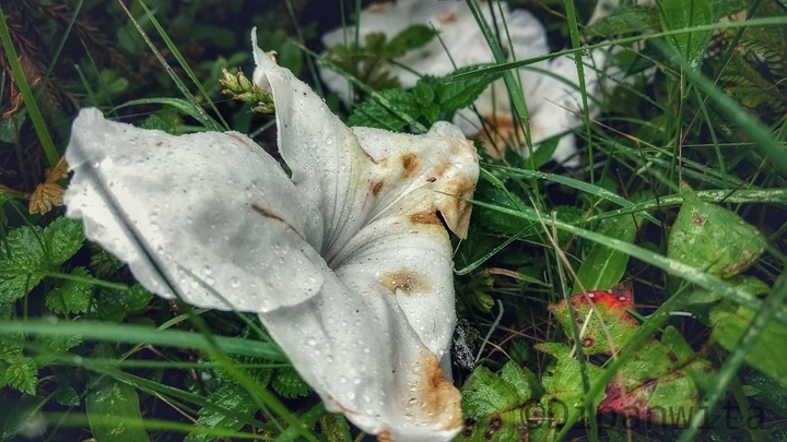 amidst the grass