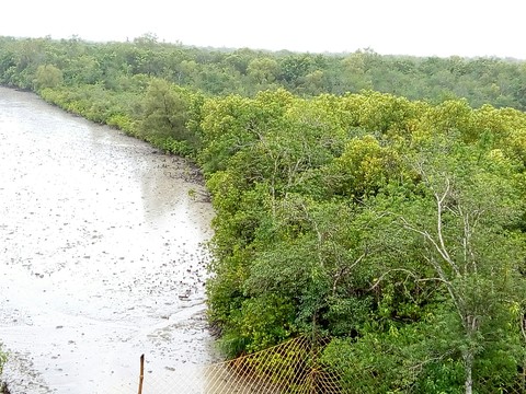 forest