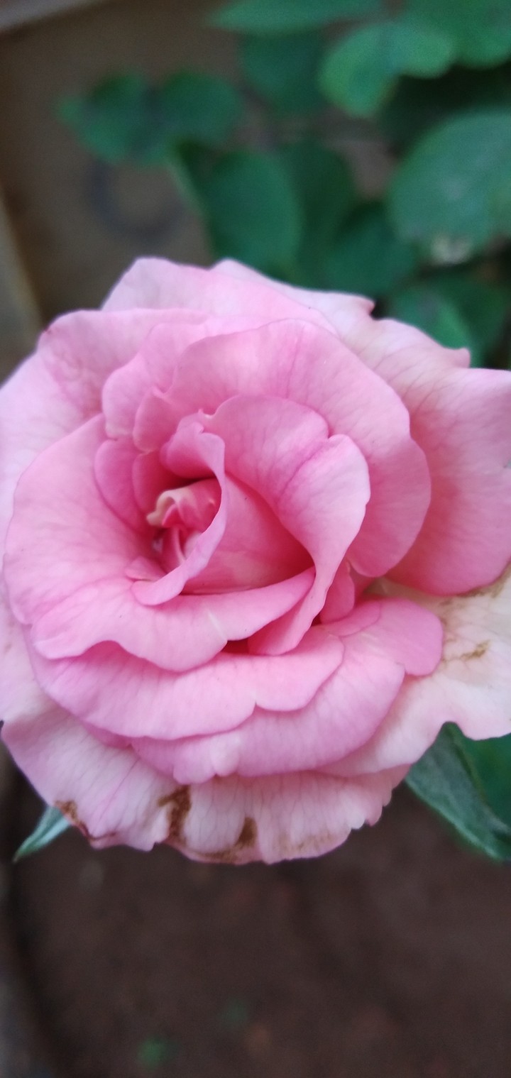 Nature love