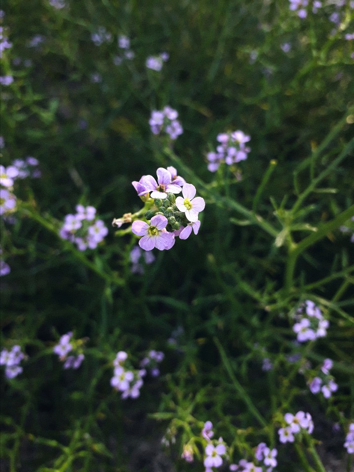 purple