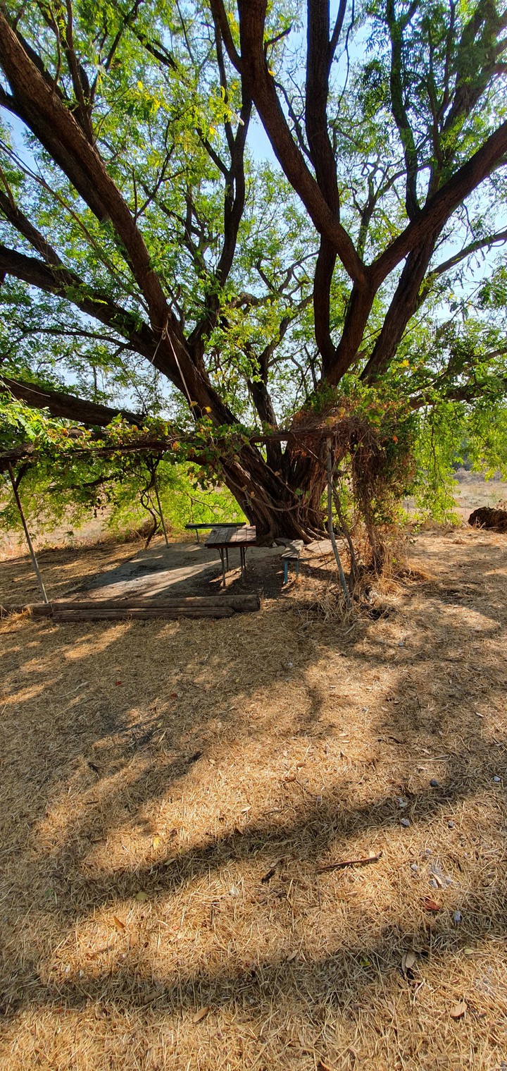 tree