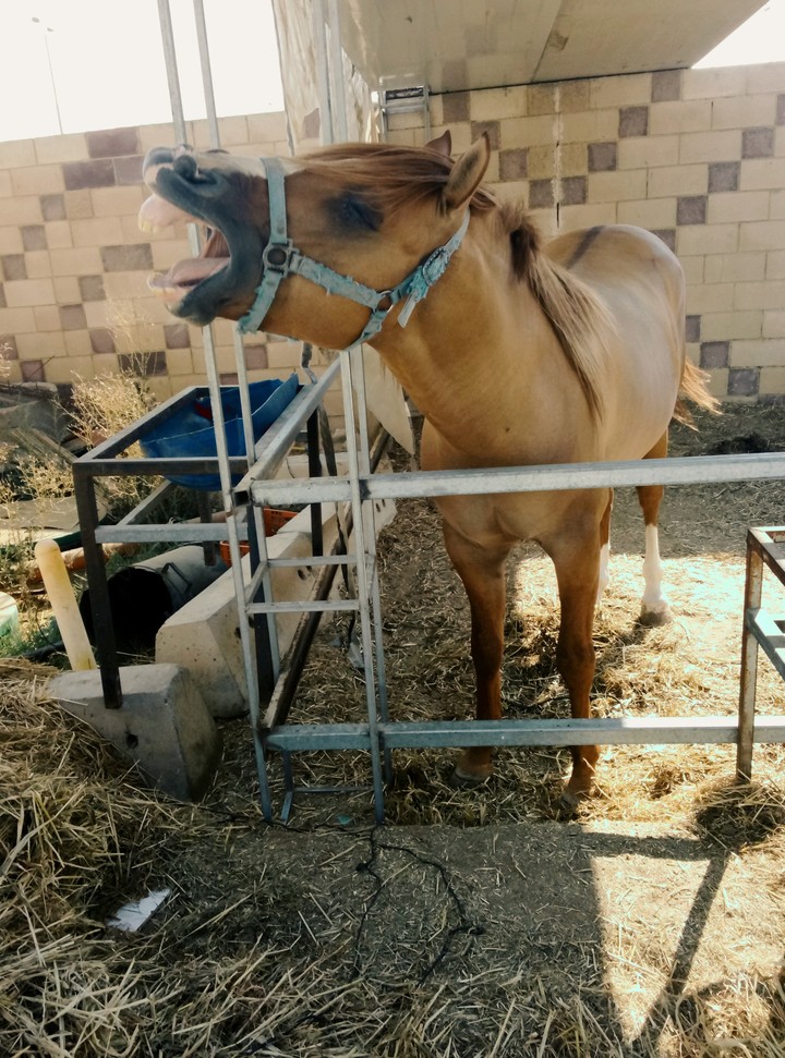 my horse...