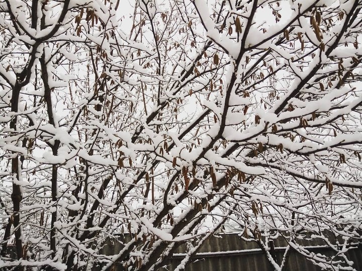 neve