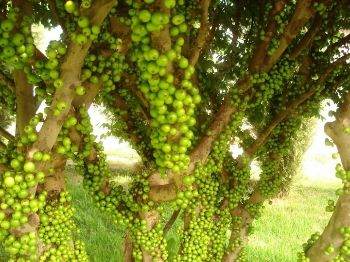Brazil Fruits - Jabuticaba Branca