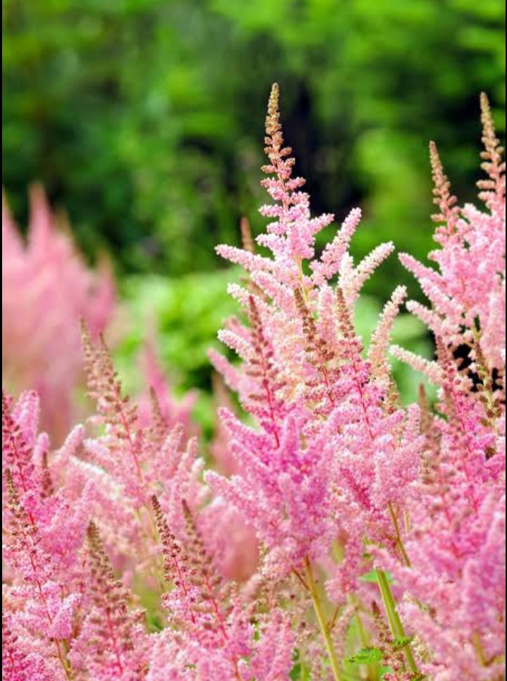 Pink flower