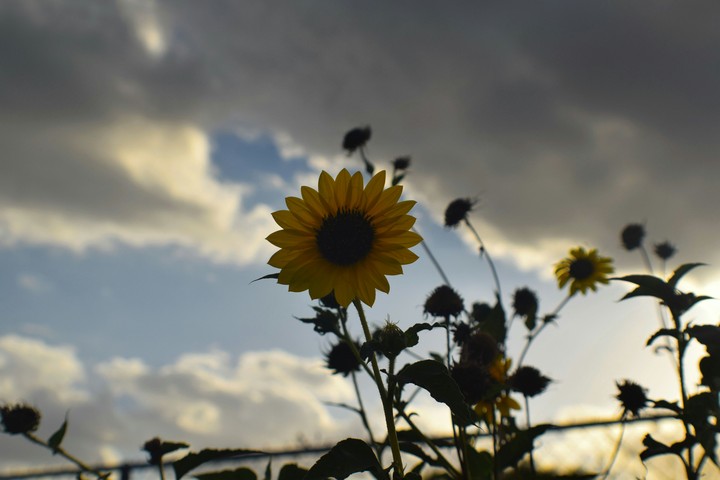 sunflower