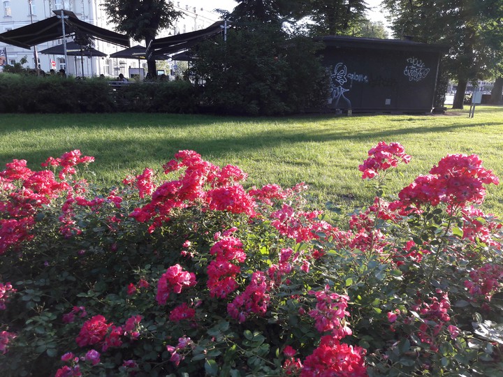 Flowers