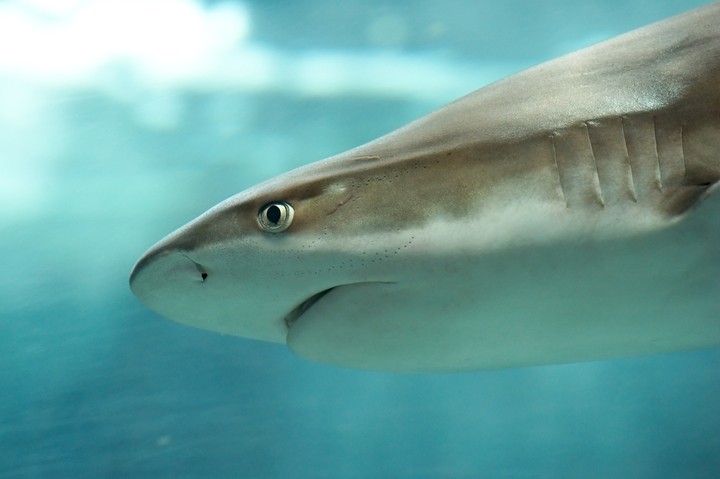 Carcharhinus Melanopterus