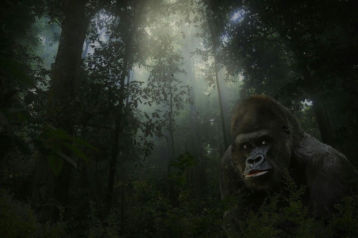 wildlife