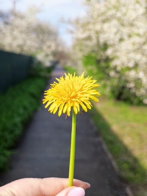 petal, botany वॉलपेपर