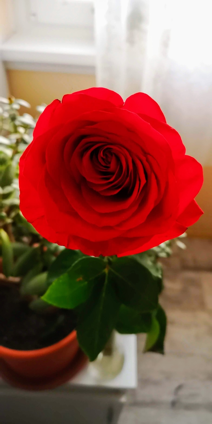 Red rose