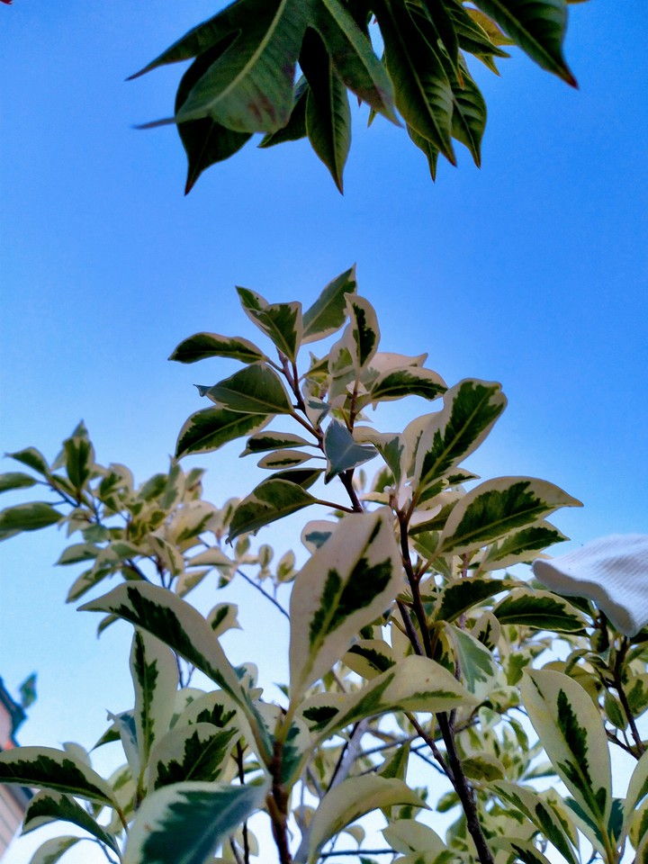 leaves wanna touch the sky...