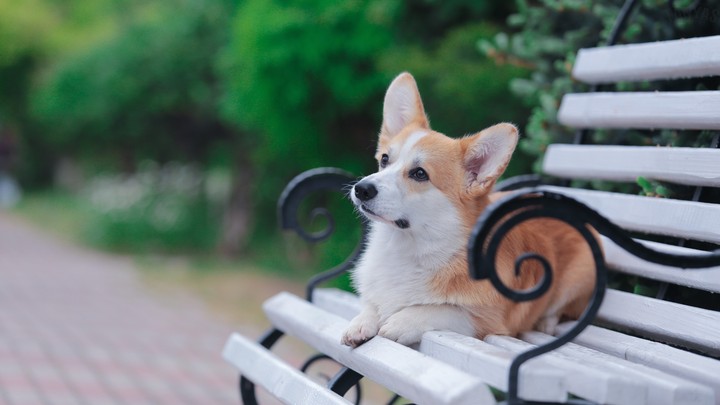 Corgi Olli