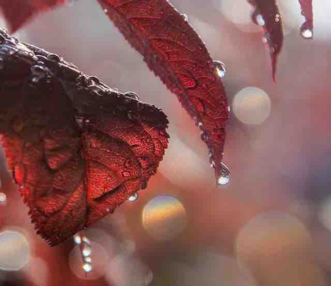 sfondi tree, dew
