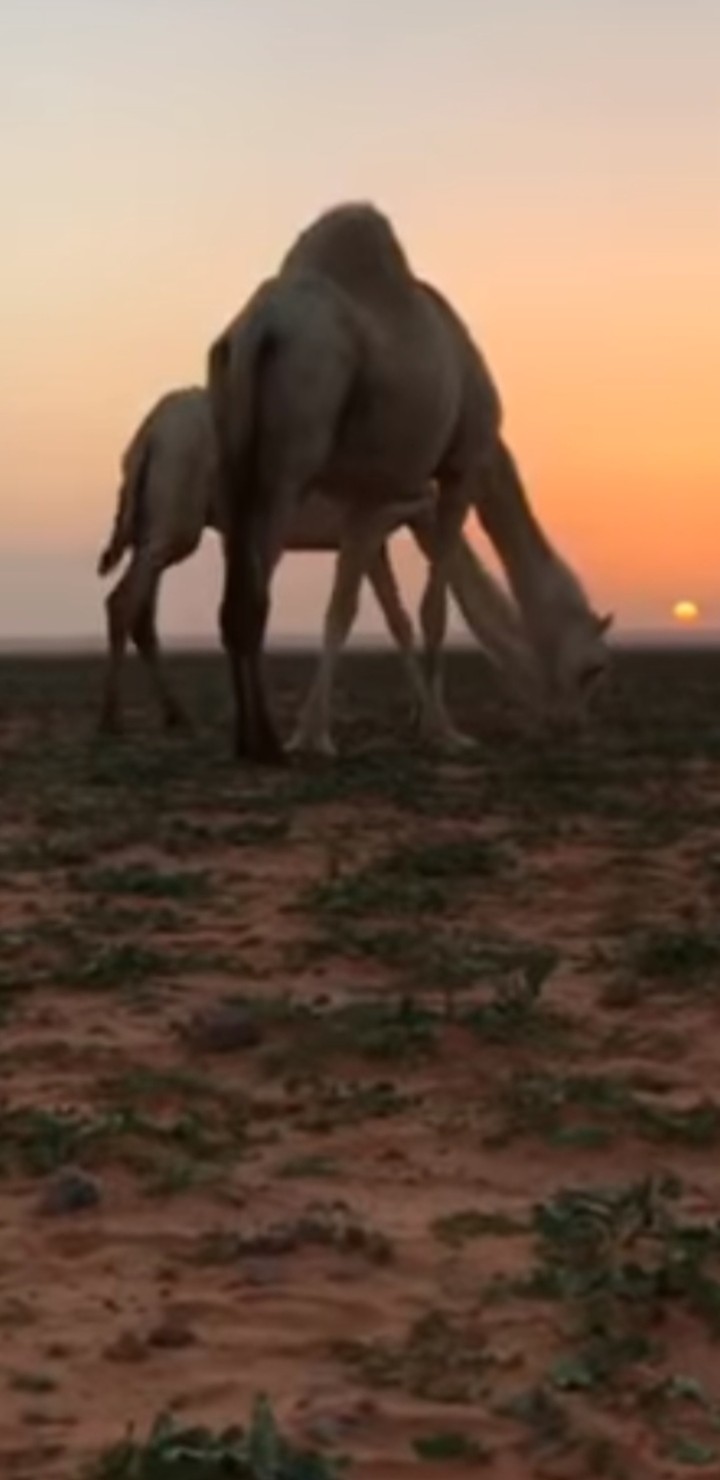 قال الله تعالى (أفلا ينظرون الى الابل كيف خلقت )