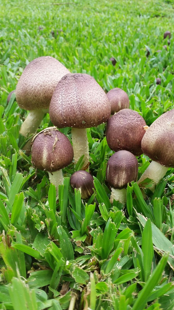 #nature #fungus