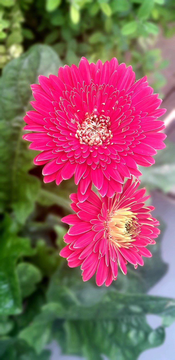 pink